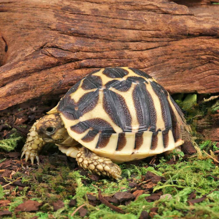 Baby Sri Lankan Star Tortoise For Sale