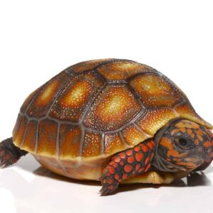 Baby Sunburst Redfoot Tortoise For Sale