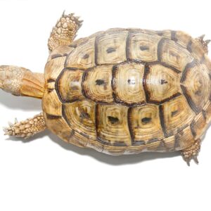 Blonde Greek Tortoise For Sale