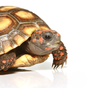 Blonde Redfoot Tortoise For Sale