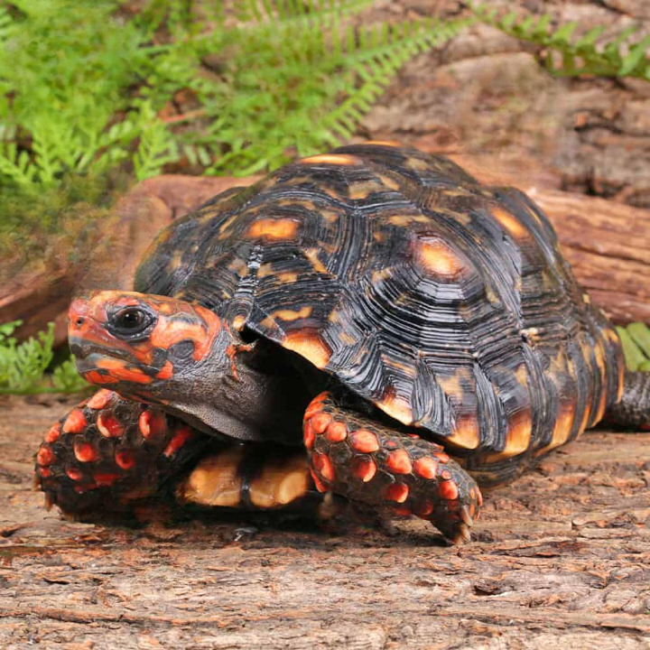 Cherry Head Redfoot Tortoise For Sale