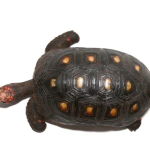 Cherryhead Redfoot Tortoise For Sale
