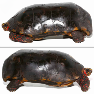 Giant Adult Male And Female Redfoot Tortoise For Sale