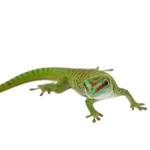 Giant Day Geckos For Sale