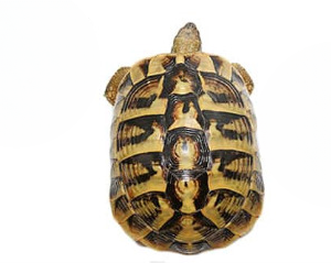 Giant Hermann’s Tortoise Trio For Sale