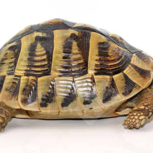 Giant Male Hermann’s Tortoise For Sale