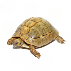 Giant Patternless Hermann’s Tortoise For Sale
