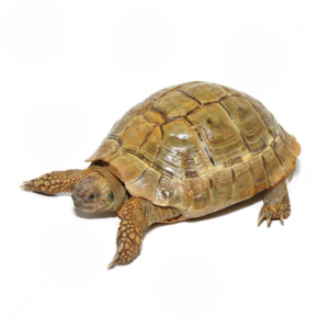 High Gold Hermann’s Tortoise For Sale