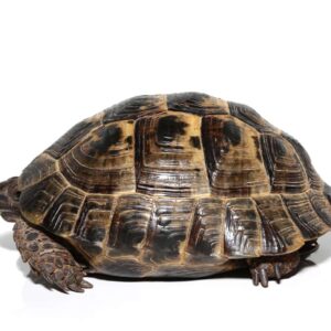 Ibera Greek Tortoise For Sale