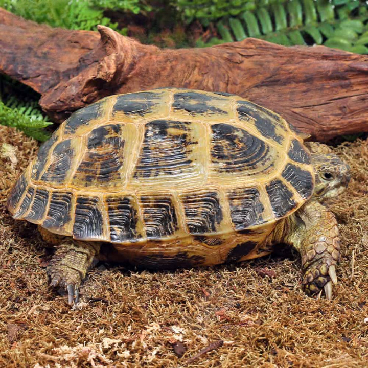 Jumbo Russian Tortoise For Sale