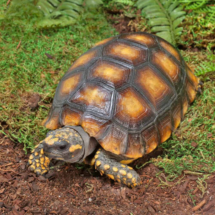Juvenile Amazon Basin Yellowfoot Tortoise For Sale