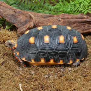 Juvenile Redfoot Tortoise For Sale