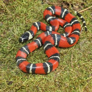 Milk Snakes for Sale