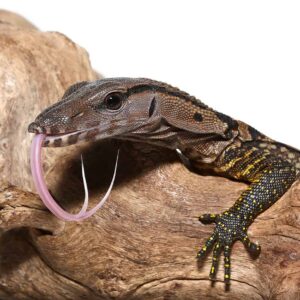 Monitor Lizards for Sale