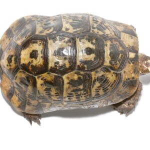 Moroccan Greek Tortoise For Sale