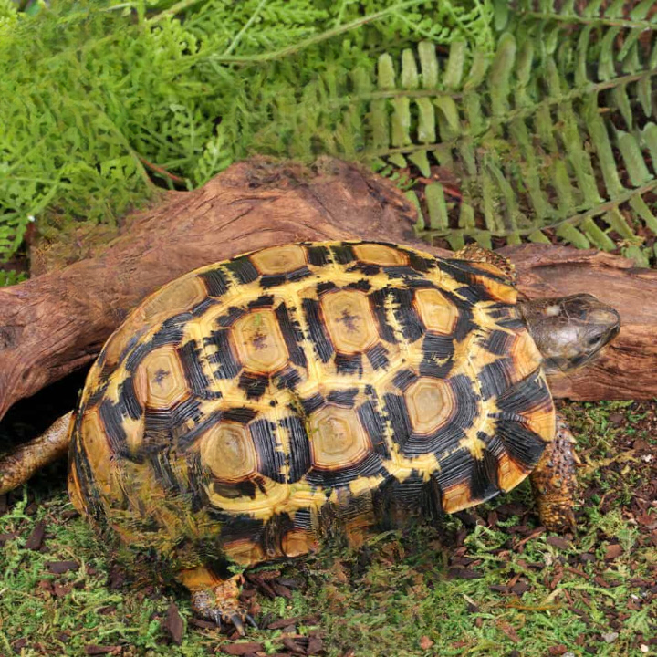 Northern Zombensis Hingeback Tortoise For Sale