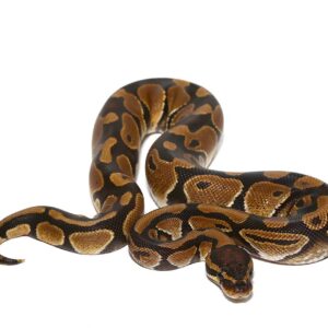 Pythons for Sale
