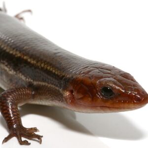 Skinks For Sale