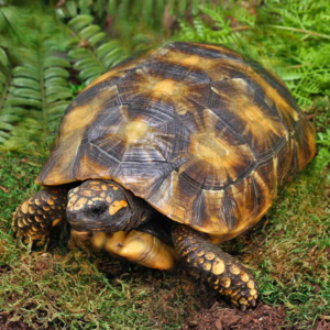 Starburst Amazon Basin Yellowfoot Tortoise For Sale