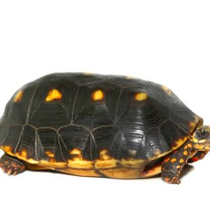 Sub-Adult Redfoot Tortoise For Sale