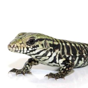 TEGUS For Sale