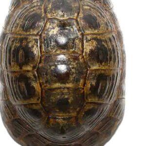 Trio Giant Greek Tortoise For Sale