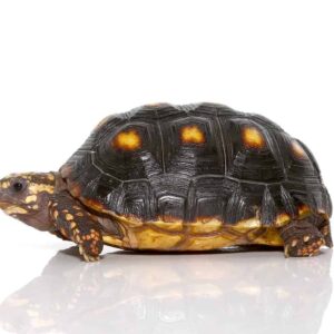 Yearling Redfoot Tortoise For Sale