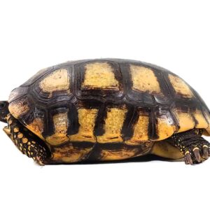 Yellowfoot Tortoise For Sale