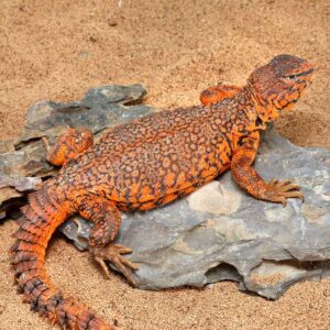 Uromastyx for Sale