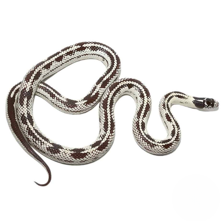 Adult Aberrant California Kingsnake For Sale