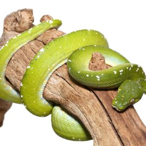 Adult Blue Striped Aru Green Tree Python For Sale