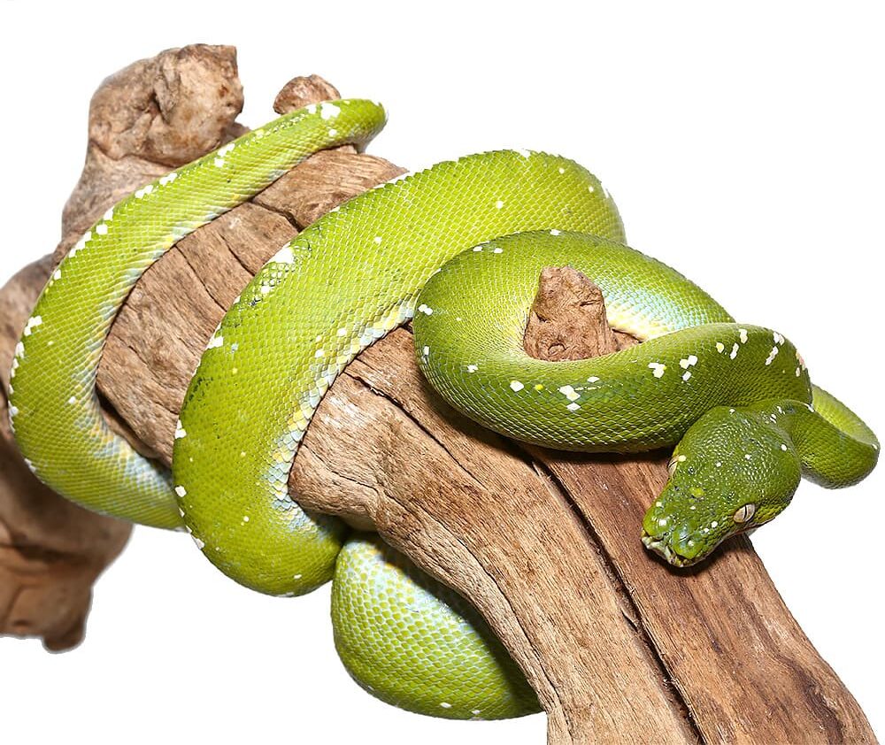 Adult Blue Striped Aru Green Tree Python For Sale
