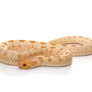 Adult Female Albino Anaconda Western Hognose Snake For Sale