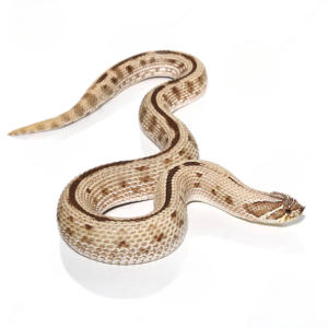 Adult Female Anaconda Het Ghost Western Hognose Snake For Sale