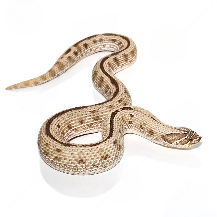 Adult Female Anaconda Het Ghost Western Hognose Snake For Sale