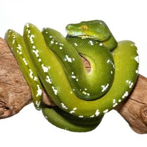 Adult Female Aru Green Tree Python For Sale
