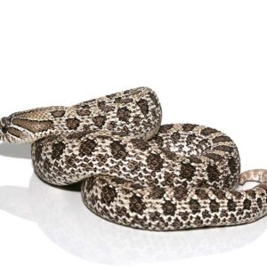 Adult Female Axanthic Hognose Snake For Sale