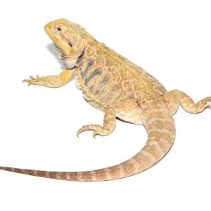 Adult Female Blue Bar Citrus Leatherback Bearded Dragon For Sale