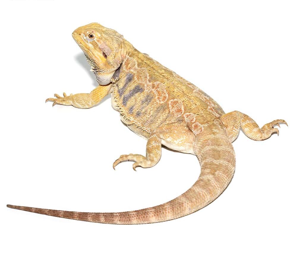 Adult Female Blue Bar Citrus Leatherback Bearded Dragon For Sale