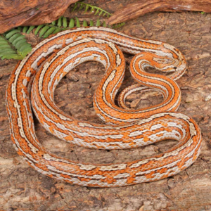 Adult Female Tessera Het Amel Cornsnake For Sale