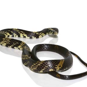 Adult Guyana Tiger Ratsnake For Sale