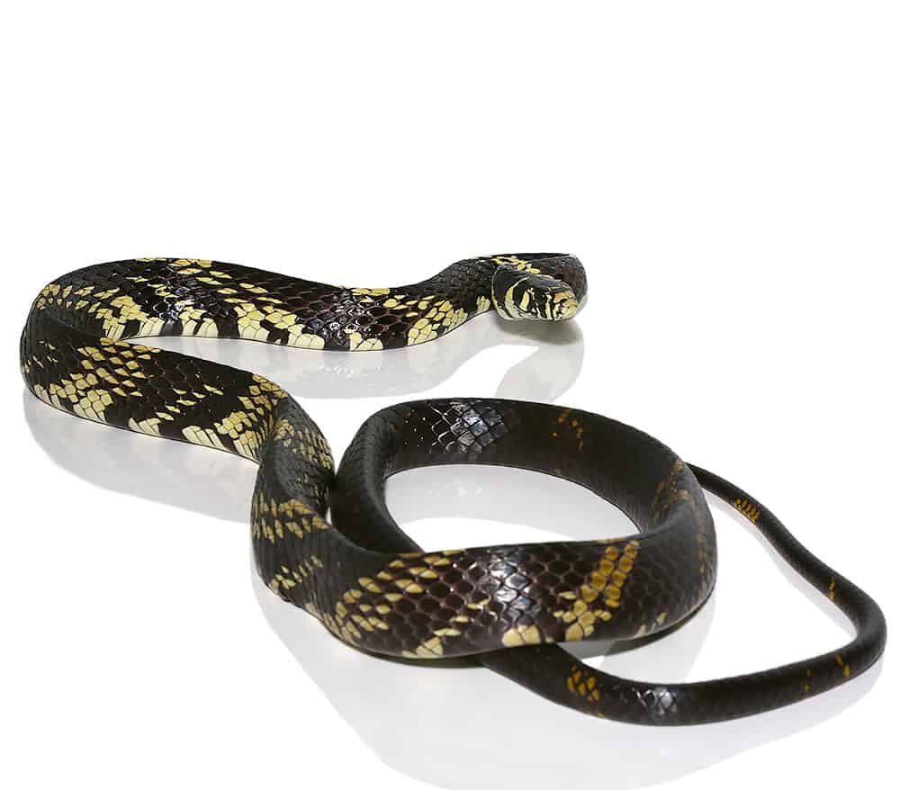 Adult Guyana Tiger Ratsnake For Sale