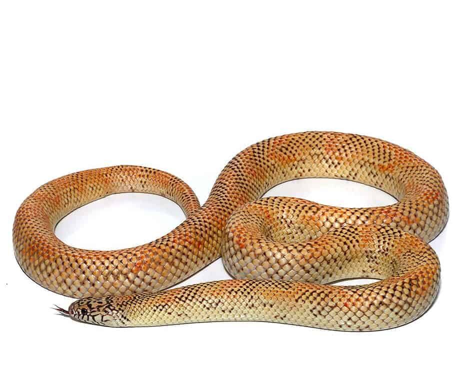 Adult Hypo Blotched Kingsnake For Sale