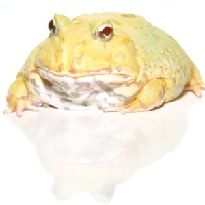 Adult Keylime Pacman Frog For Sale