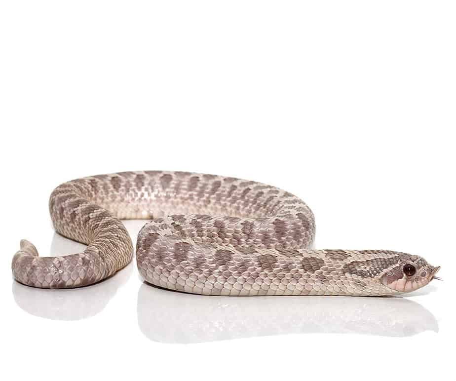 Adult Lavender Western Hognose Snake For Sale
