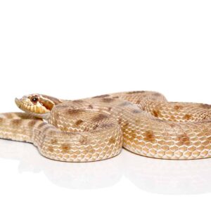 Adult Male Anaconda Western Hognose Snake Het Axanthic For Sale