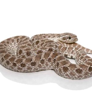 Adult Male Axanthic Western Hognose Snake Het Albino For Sale