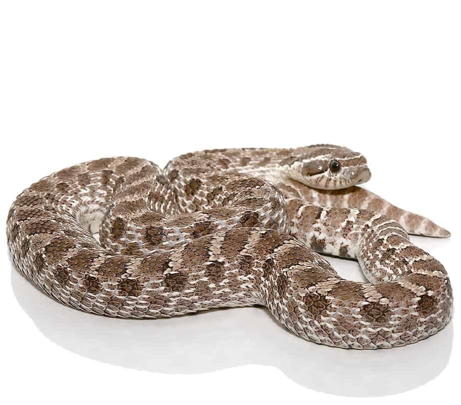 Adult Male Axanthic Western Hognose Snake Het Albino For Sale