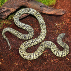 Adult Male Brooks Kingsnake For Sale