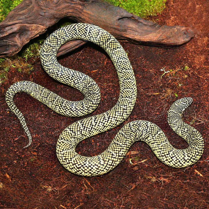 Adult Male Brooks Kingsnake For Sale